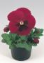 Seminte profesionale VIOLA - PANSELUTE - seria INSPIRE - imagine 48738